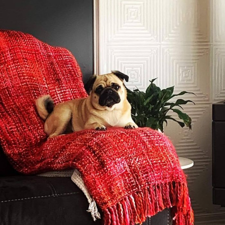 apm lindfield white  duke opt